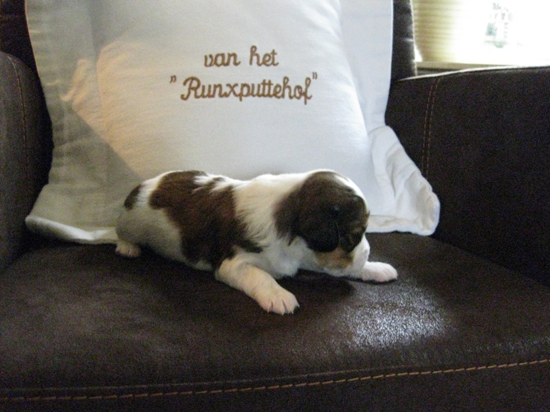 Puppies